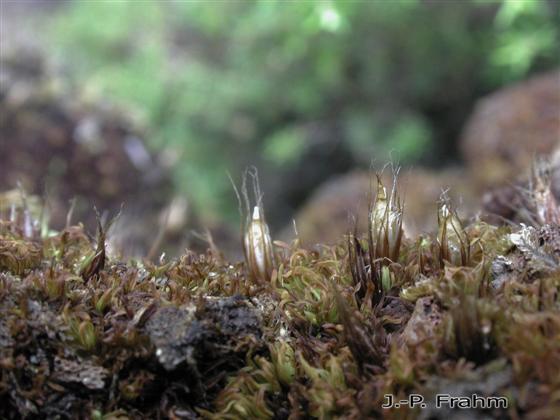 Diphyscium foliosum (Hedw.) D.Mohr